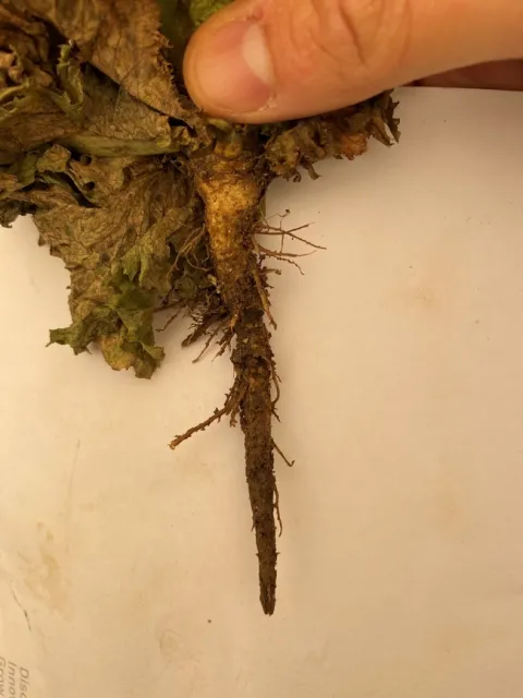 9b