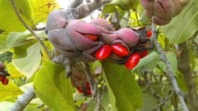 Magnolia seeds