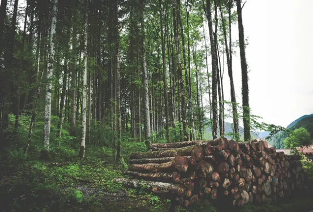 Logged area