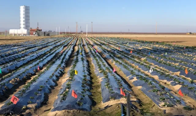Strawberry field