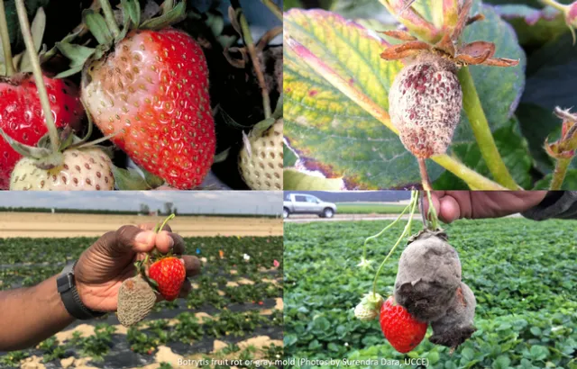 Botrytis fruit rot