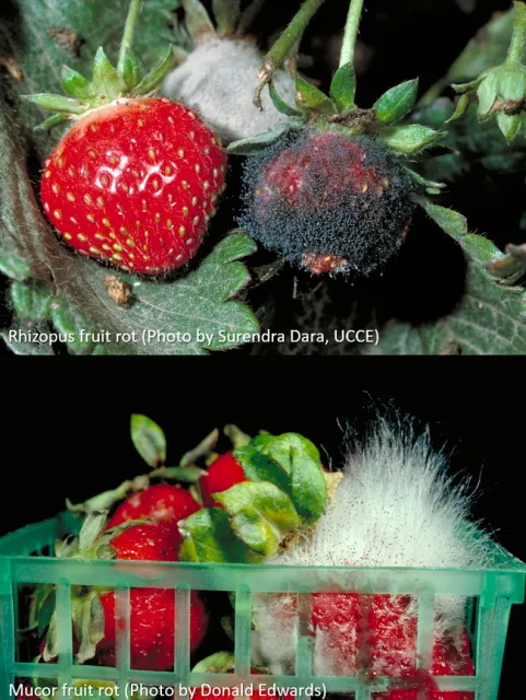 Rhizopus and Mucor fruit rots