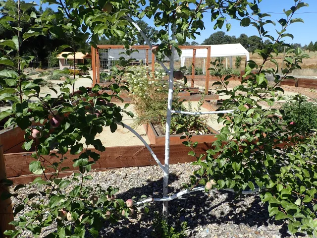 Espaliered Liberty apple tree