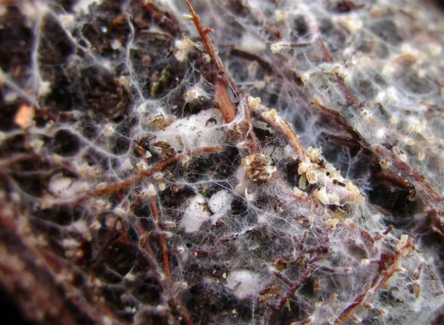 Soil mycorrhizae
