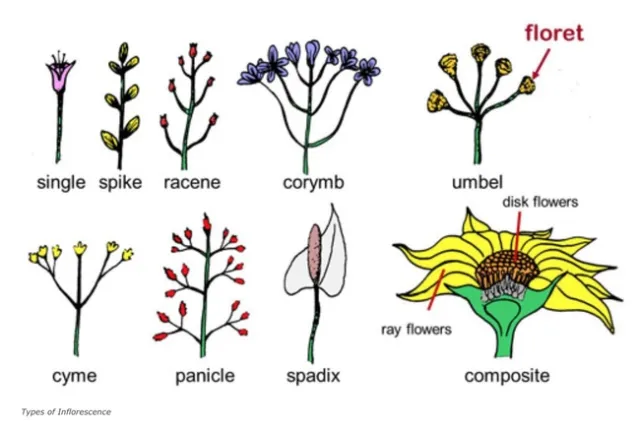 HortTerms01