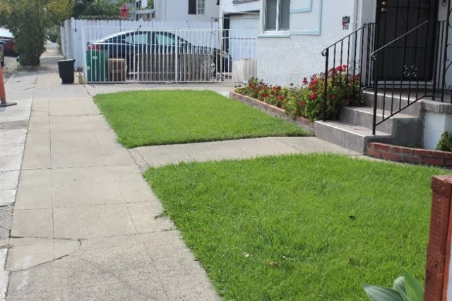 turf