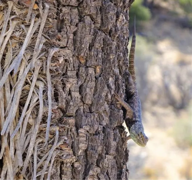 cambarrows lizard