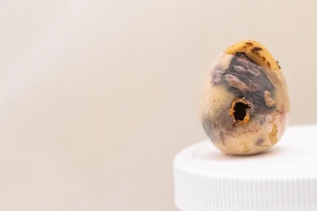 heilipus seed hole