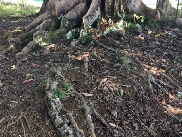 roots old