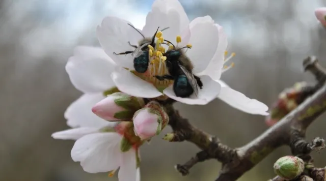 Mason bees