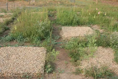 Plots testing variations of electric weed control. Some treatments were 100 percent effective.