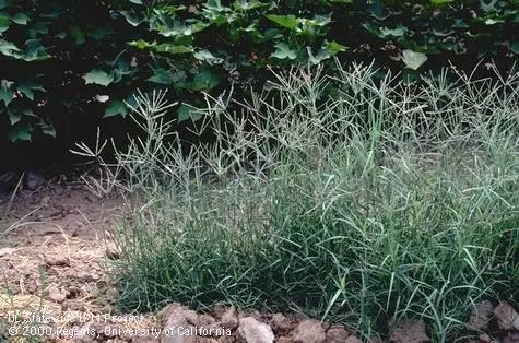 Patch of bermudagrass surrounded by bare soil and foliage.