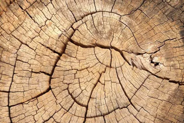 tree slice
