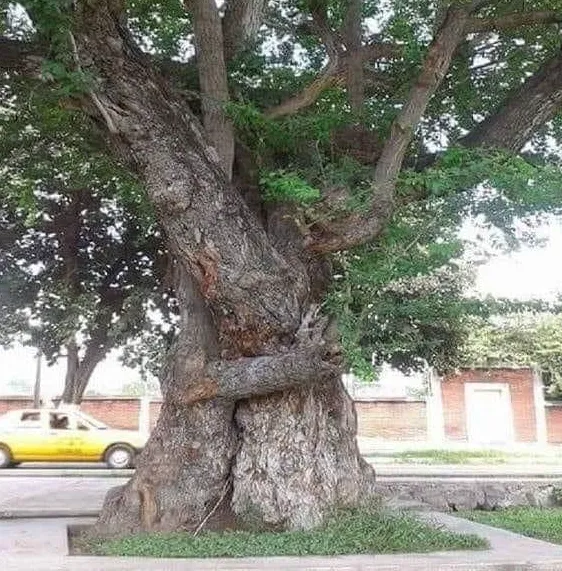 Hugging Trees 2