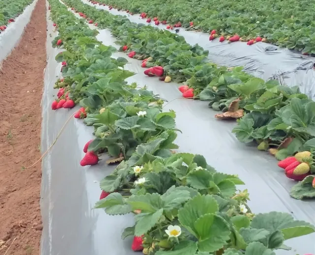 Organic strawberries ranked second in California organic commodities with $202 million in sales value in 2016. Photo by Joji Muramoto