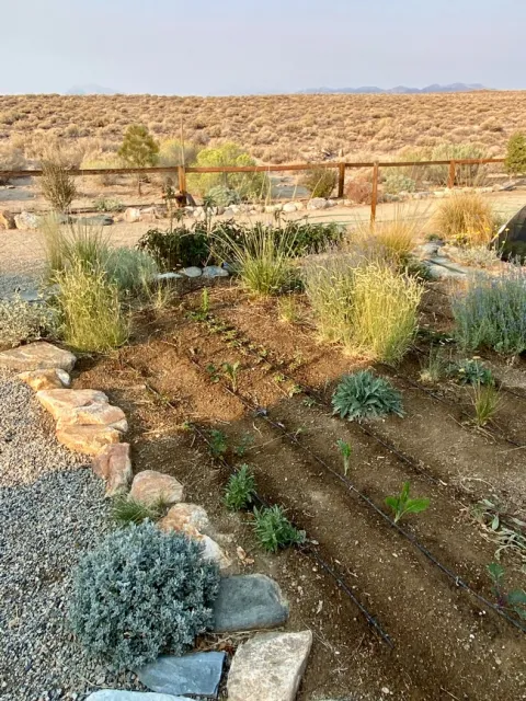 Copia rows nursery