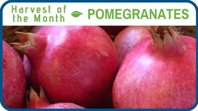 Pomegranates November