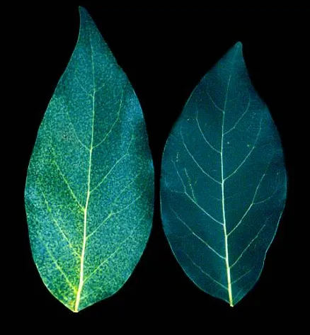 nitrogen avocado