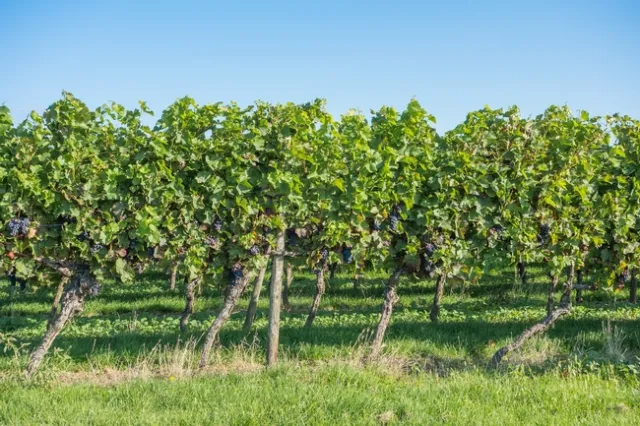 vineyard