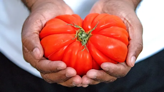 Tomates