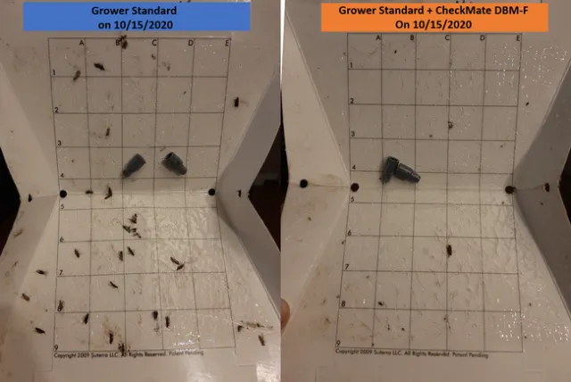 Moths on traps