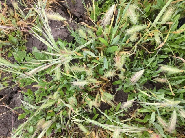 Weeds