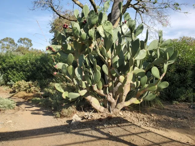 Opuntia tomentosa (fruit) - photo by Paula Pashby