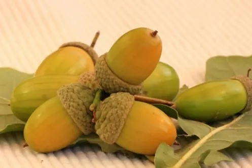 Acorns