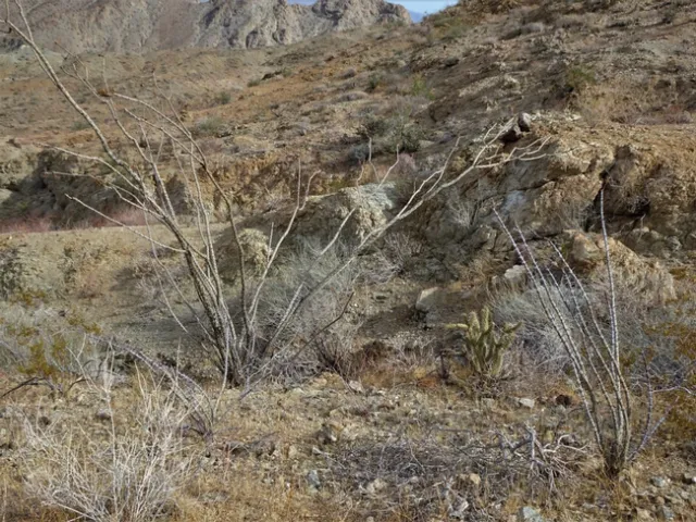 Ocotillo on the Boo Hoff trail