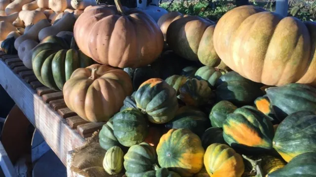 Squash