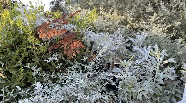 moon garden plants