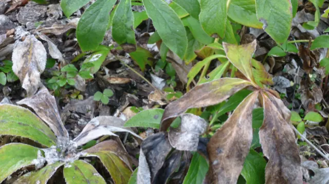 Helleborus leaves are frost tender. Photo: Martha Proctor