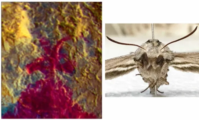An image in the Pinwheel Cave shows a human figure with a sphinx moth head.