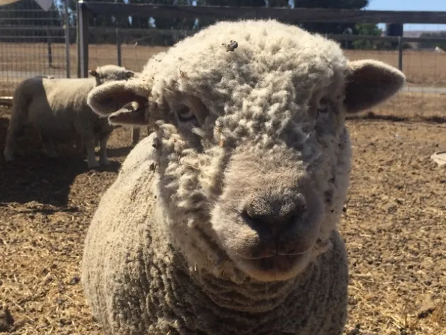 Sheep