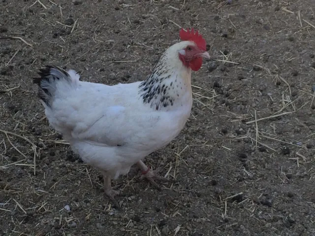 Chicken