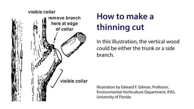 Thinning-cut