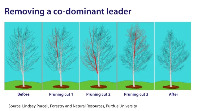 Removing-Codominant