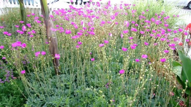 You don't need a green thumb to grow rock purslane (Calandrinia grandiflora). PlantMaster