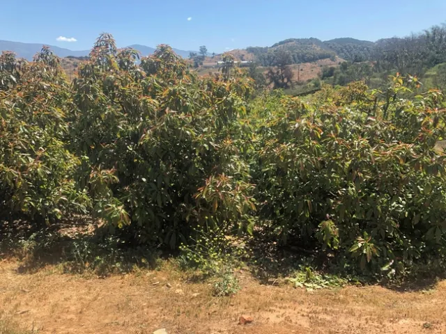 The same amount of water was sufficient for the high-density avocados as it was for the traditional planting. Photo by Gary Bender