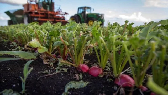 Crops left to rot
