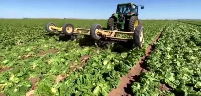 os agricultores destruyen los cultivos - Farmers destroy crops