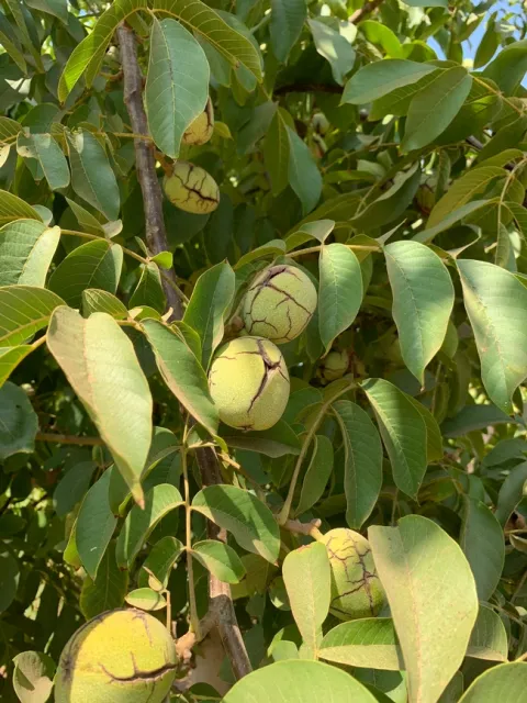 “UC Wolfskill can be harvested 12 to 14 days earlier than Chandler and provides consistently light to extra light color,” says UC Davis breeder Chuck Leslie. Photo by Janine Hasey