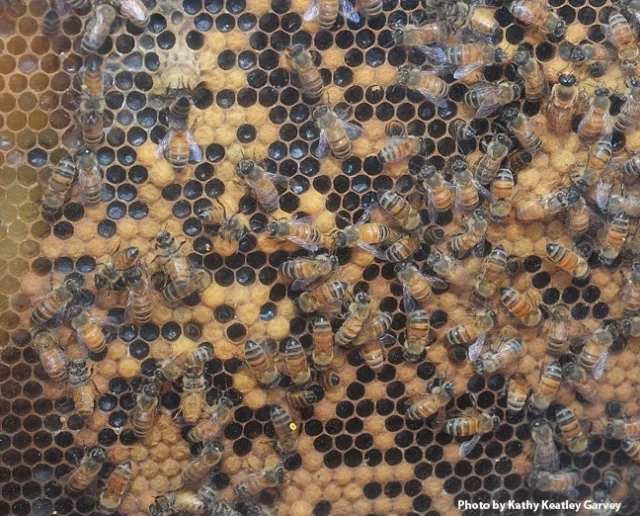 Honey bee colony. Photo by Kathy Keatley Garvey