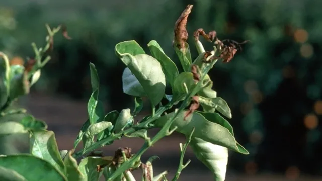 Protect sensitive plants from cold injury when frost is predicted. Photo: Courtesy UC Regents