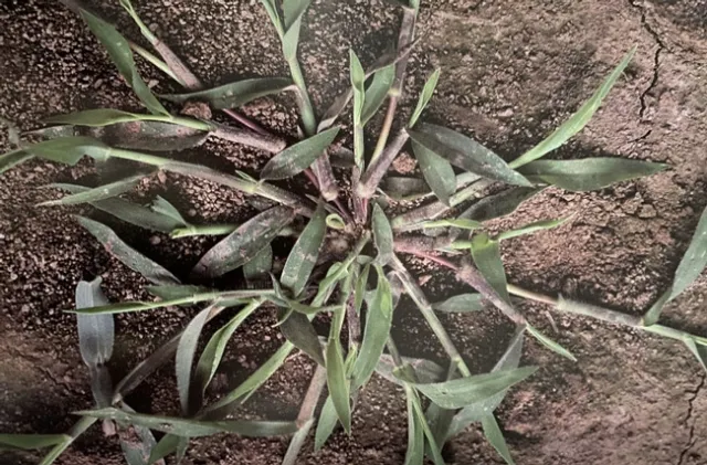 Large Crabgrass