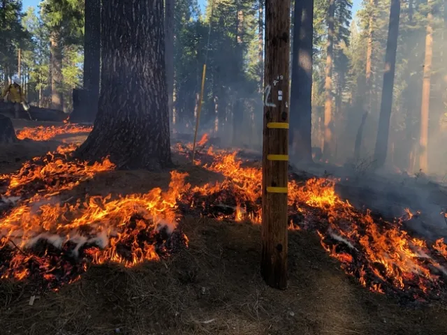 Winter prescribed burns allow landowners to reduce fuels with low risk.