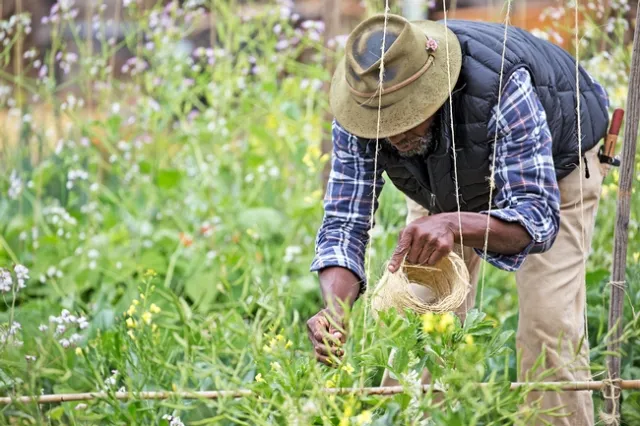 UC Master Gardeners encourage local residents to grow fruit and vegetables in their gardens.