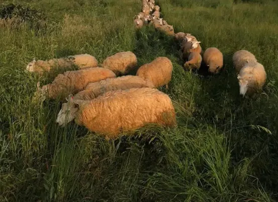 Targeted grazing
