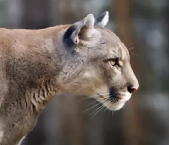 Human Wildlife Interactions