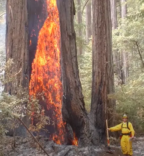Lessons learned from Redwood forests